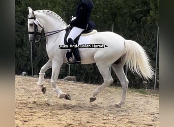 PRE Mix, Ruin, 7 Jaar, 162 cm, Wit