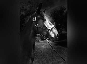 PRE Mix, Ruin, 7 Jaar, 163 cm, Bruin