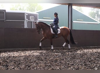 PRE, Ruin, 7 Jaar, 164 cm, Brauner