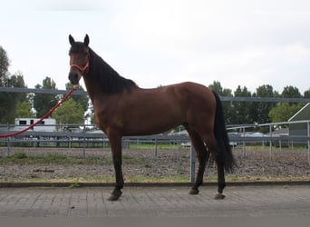 PRE, Ruin, 7 Jaar, 164 cm, Brauner