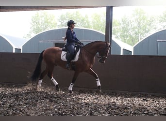 PRE, Ruin, 7 Jaar, 164 cm, Brauner