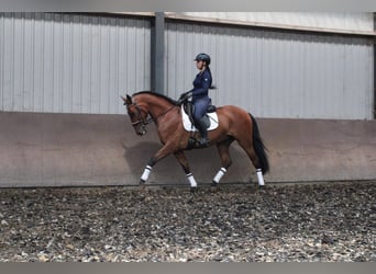 PRE, Ruin, 7 Jaar, 164 cm, Brauner