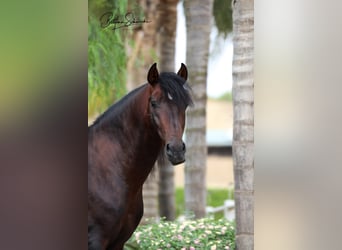 PRE, Ruin, 7 Jaar, 164 cm, Bruin