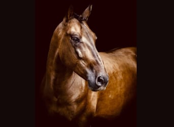 PRE Mix, Ruin, 7 Jaar, 164 cm, Bruin