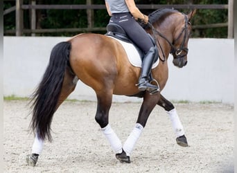 PRE Mix, Ruin, 7 Jaar, 164 cm, Bruin