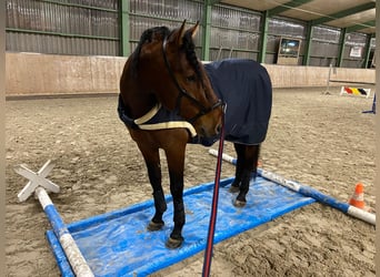 PRE, Ruin, 7 Jaar, 165 cm, Bruin