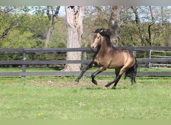 PRE Mix, Ruin, 7 Jaar, 166 cm, Buckskin