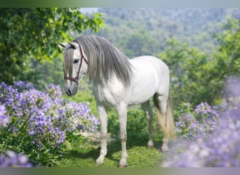 PRE Mix, Ruin, 7 Jaar, 166 cm, Schimmel