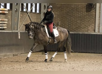 PRE Mix, Ruin, 7 Jaar, 167 cm, Appelschimmel