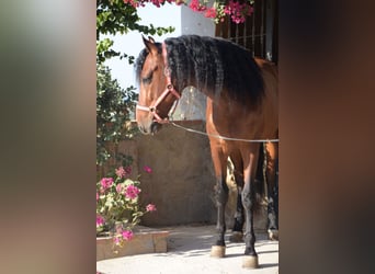 PRE, Ruin, 7 Jaar, 167 cm, Bruin