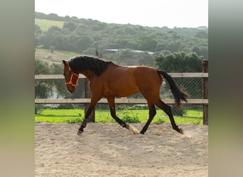 PRE, Ruin, 7 Jaar, 167 cm, Bruin