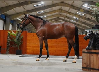 PRE Mix, Ruin, 7 Jaar, 167 cm, Roodbruin