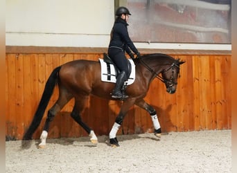 PRE Mix, Ruin, 7 Jaar, 167 cm, Roodbruin