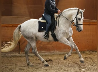 PRE Mix, Ruin, 7 Jaar, 167 cm, Schimmel