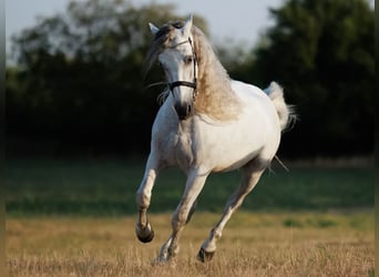 PRE Mix, Ruin, 7 Jaar, 167 cm, Schimmel