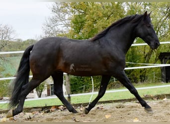 PRE, Ruin, 7 Jaar, 170 cm, Zwart