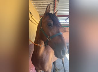 PRE, Ruin, 7 Jaar, 171 cm, Bruin