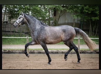 PRE Mix, Ruin, 7 Jaar, 173 cm