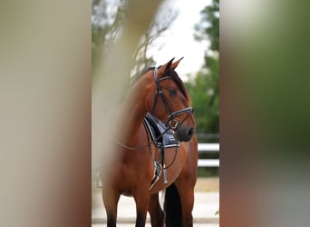 PRE Mix, Ruin, 7 Jaar, 175 cm, Roodbruin