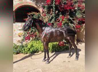 PRE Mix, Ruin, 7 Jaar, 175 cm, Zwart