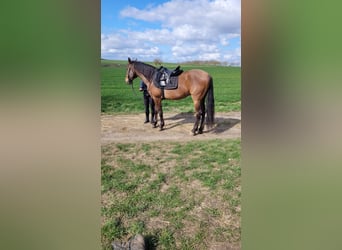 PRE Mix, Ruin, 8 Jaar, 159 cm, Bruin