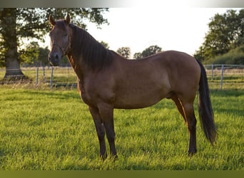 PRE, Ruin, 8 Jaar, 160 cm, Bruin