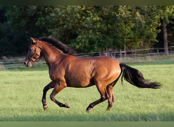 PRE, Ruin, 8 Jaar, 160 cm, Bruin