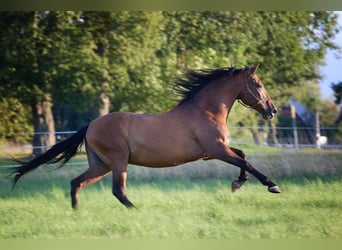 PRE, Ruin, 8 Jaar, 160 cm, Bruin