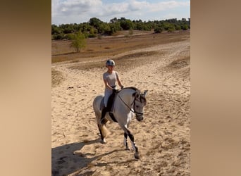 PRE Mix, Ruin, 8 Jaar, 160 cm, Schimmel