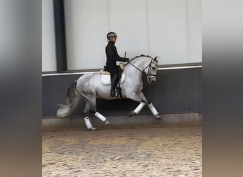 PRE Mix, Ruin, 8 Jaar, 160 cm, Schimmel