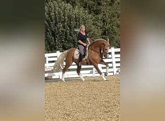 PRE Mix, Ruin, 8 Jaar, 162 cm, Palomino