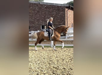 PRE Mix, Ruin, 8 Jaar, 162 cm, Palomino