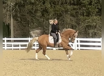 PRE Mix, Ruin, 8 Jaar, 163 cm, Palomino