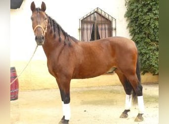 PRE Mix, Ruin, 8 Jaar, 164 cm, Roodbruin