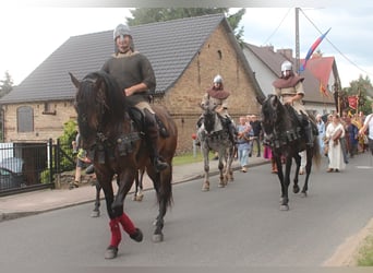 PRE Mix, Ruin, 8 Jaar, 168 cm, Donkerbruin