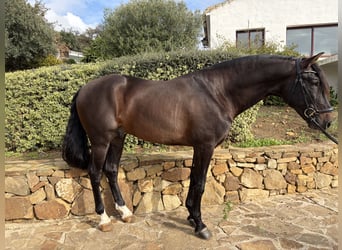 PRE Mix, Ruin, 8 Jaar, 170 cm, Donkerbruin