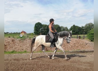 PRE Mix, Ruin, 9 Jaar, 155 cm, Appelschimmel