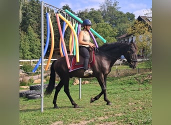 PRE Mix, Ruin, 9 Jaar, 157 cm, Zwartbruin