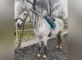 PRE Mix, Ruin, 9 Jaar, 162 cm, Schimmel