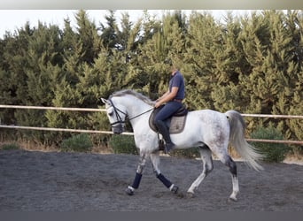 PRE Mix, Ruin, 9 Jaar, 164 cm, Schimmel