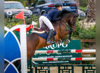 PRE, Ruin, 9 Jaar, 165 cm, Bruin