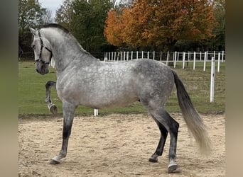 PRE, Ruin, 9 Jaar, 165 cm, Zwartschimmel