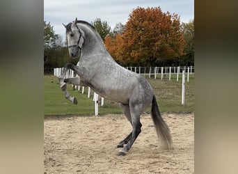 PRE, Ruin, 9 Jaar, 165 cm, Zwartschimmel