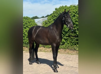 PRE, Ruin, 9 Jaar, 167 cm, Zwart