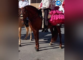 PRE Mestizo, Semental, 10 años, 158 cm, Alazán