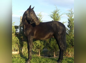 PRE Mestizo, Semental, 10 años, 162 cm, Negro