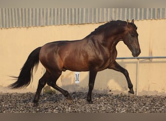 PRE, Semental, 10 años, 165 cm, Castaño