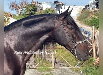 PRE Mestizo, Semental, 10 años, 168 cm, Castaño oscuro