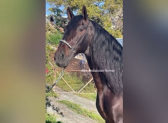 PRE Mestizo, Semental, 10 años, 168 cm, Castaño oscuro