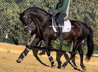 PRE Mestizo, Semental, 10 años, 168 cm, Castaño oscuro